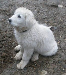 All in a Day's Work: Callie the Livestock Guardian Dog Image